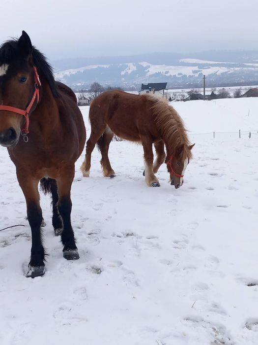 Se vinde mânză la alegere!!! Capu Câmpului