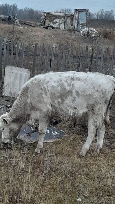 Продам бычков симентал 1 год