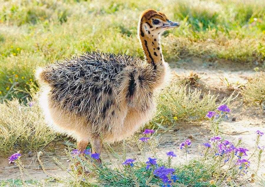 Struti pentru reproducere sau sacrificat