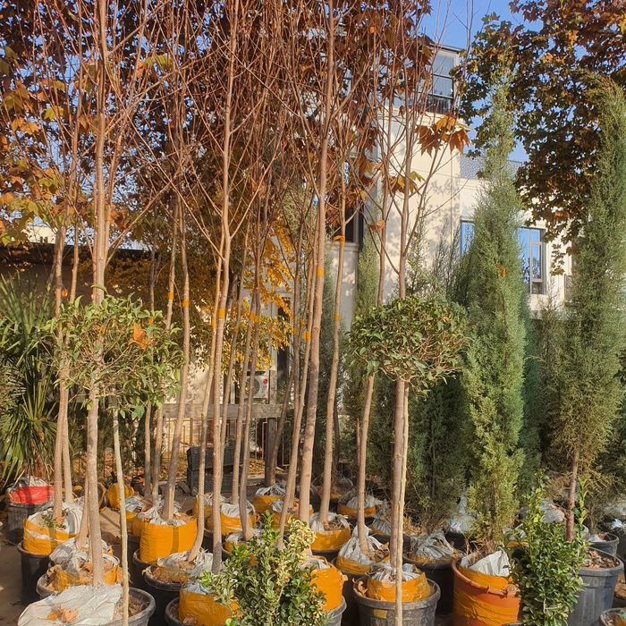 Лола дарахти lola daraxti тюльпаны дерево