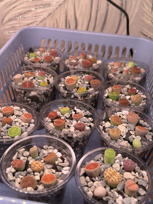 Литопсы - живые камни