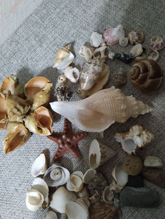 Ракушки из трёх морей и океана