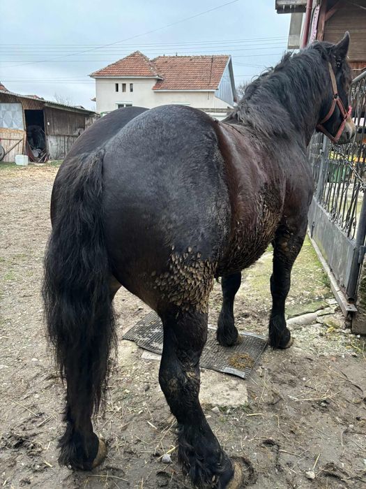 De vânzare mânz de un an și patru luni