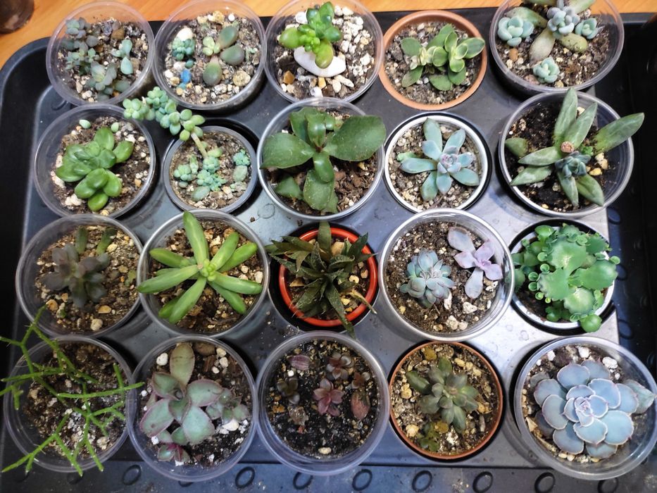 Суккуленты разные,укоренённые деткии