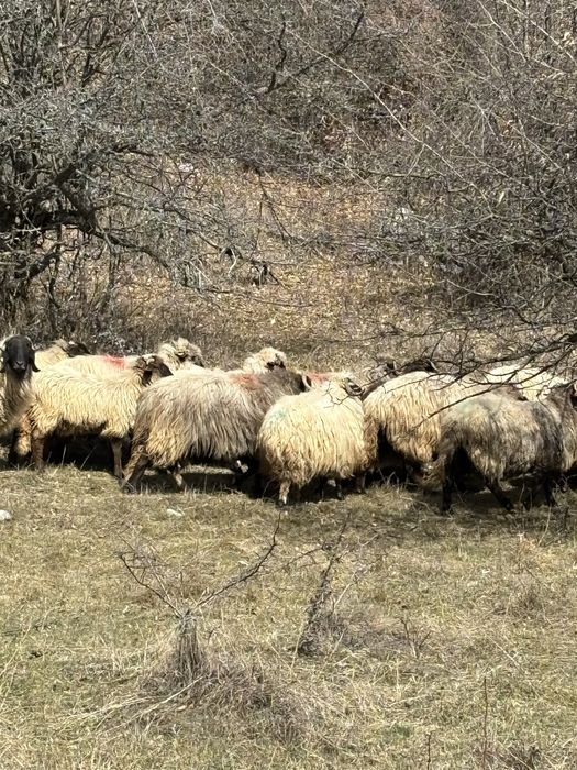 Vand 30 de oi cu lapte