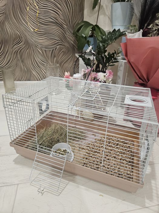 Продам декоративного кролика