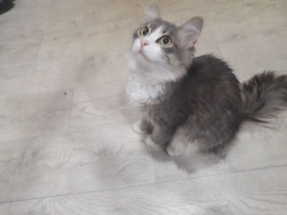 Отдам в добрые руки котика