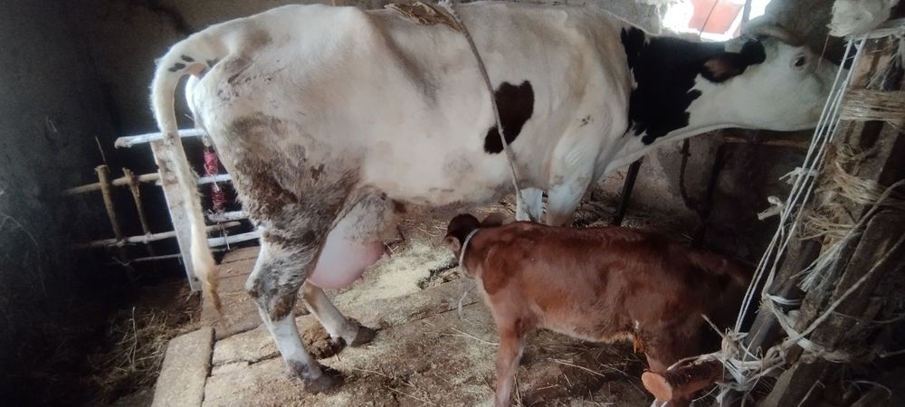 Sigir sotiladi Ona bola