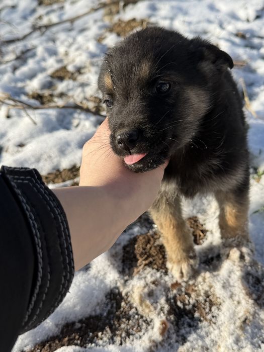 Кучета Немска овчарка/Малиноа