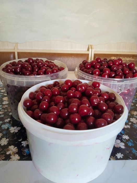 Продаю садовую вишню