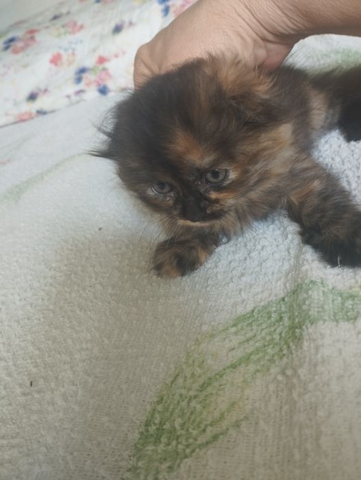 Продаются котята шотландские вислоухие