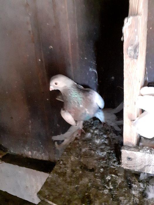 Продам голубя самец