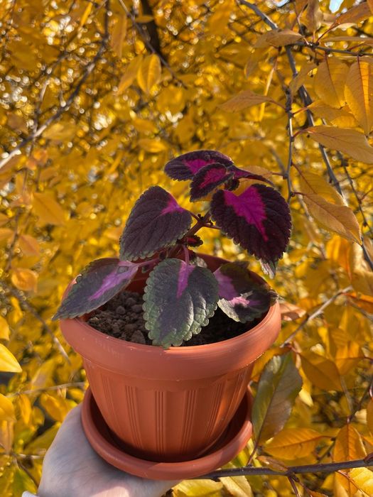 Комнатный цветок колеус