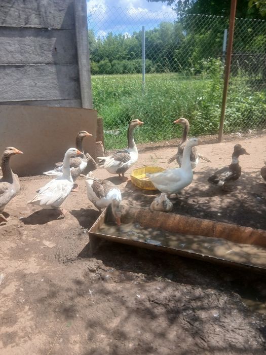 Gâște și rate disponibile