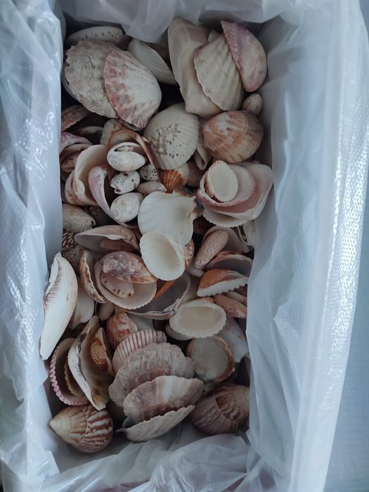 Продам красивые ракушки