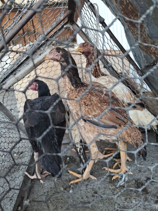 Продаётся даканки