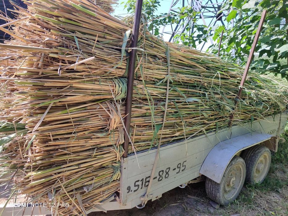 Qamish chiy boyra maxsuloti