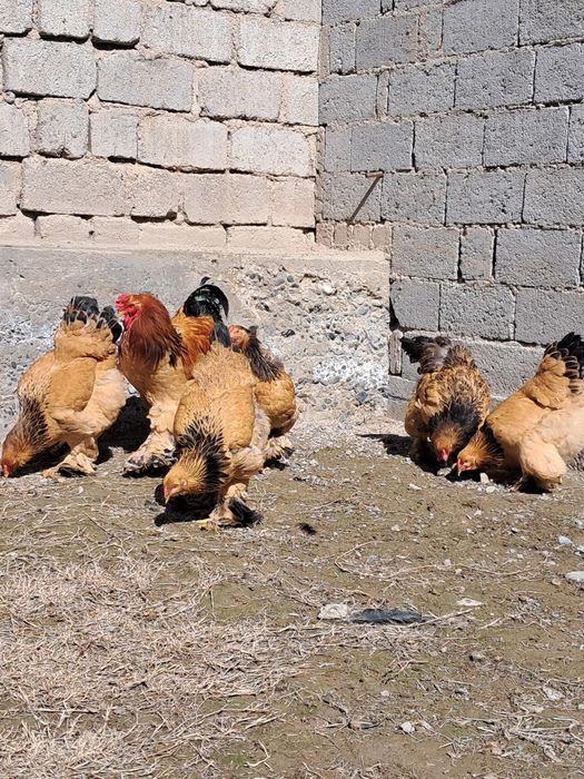 Брама Паливый гигант тухумлари