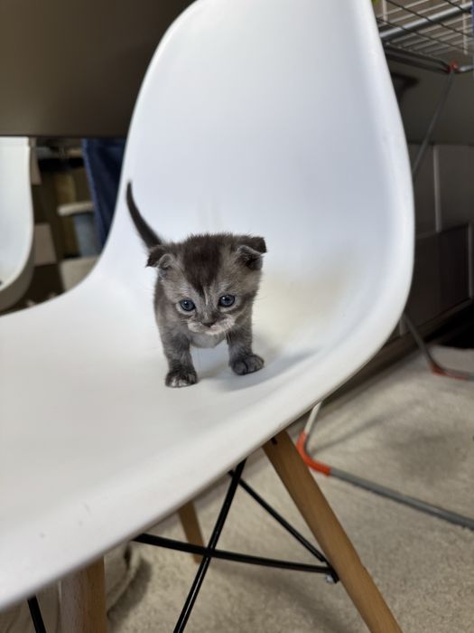 Продаются котята скоттиш-фолд скотиш страйт