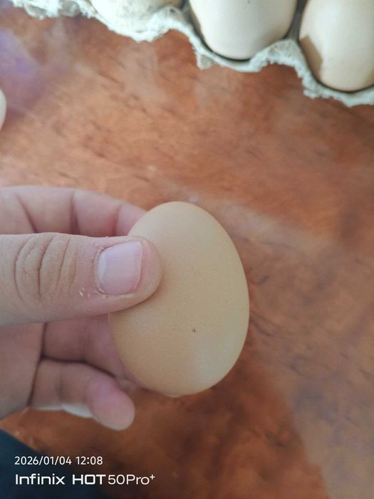 Свежие домашние яйца