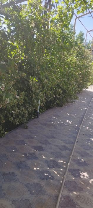 Ежевика кучатлари