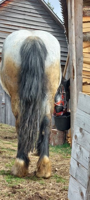 Vând manza de 3 ani