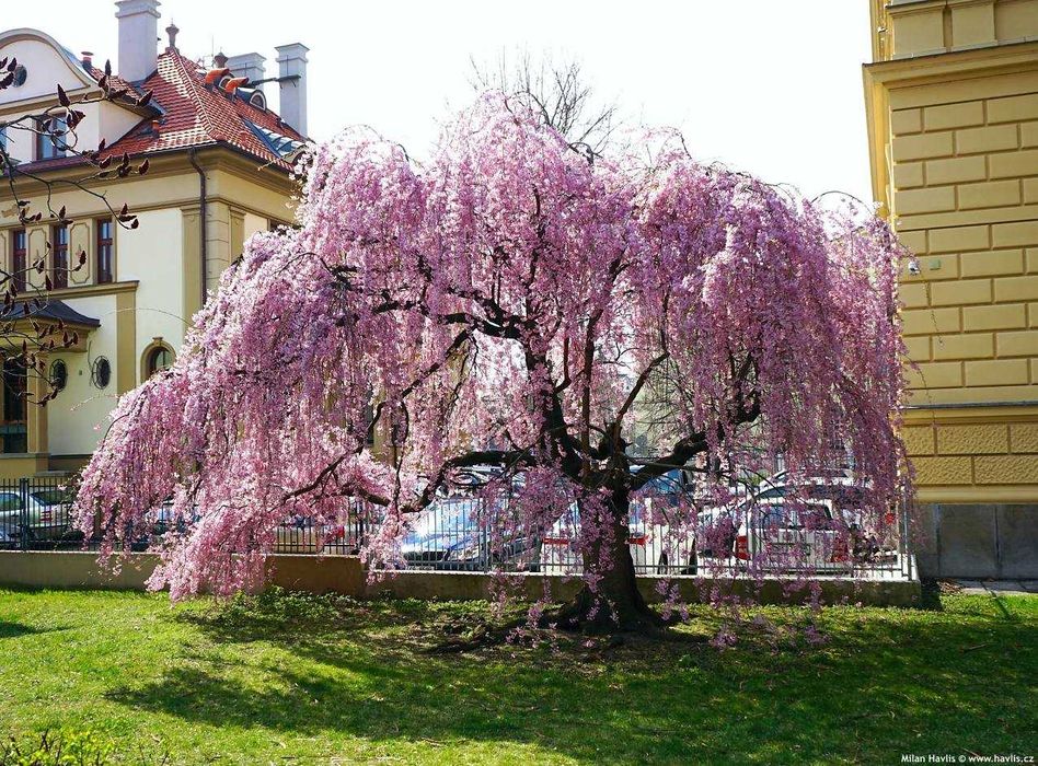 Плачеща японска вишна – Prunus ‘Pendula Rubra’