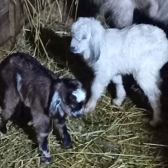 Țap.    de.   vânzare