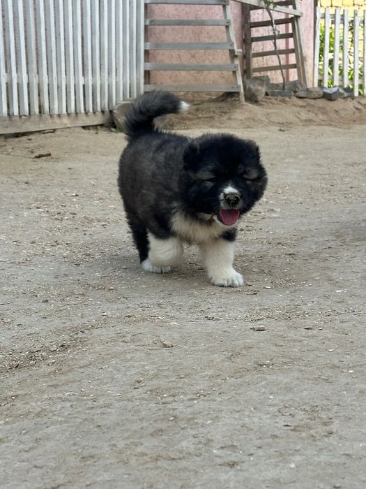 Щенки кавказской овчарки