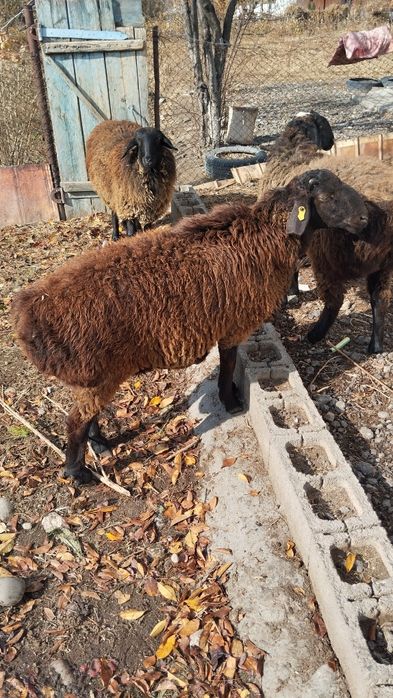 Продам баран! Срочно всех сразу.