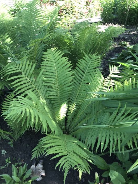 Ирисы голандские, папортники.