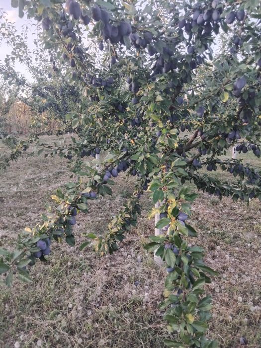 Vând prune Stanley atit pentru gemuri compot sau pentru țuică
