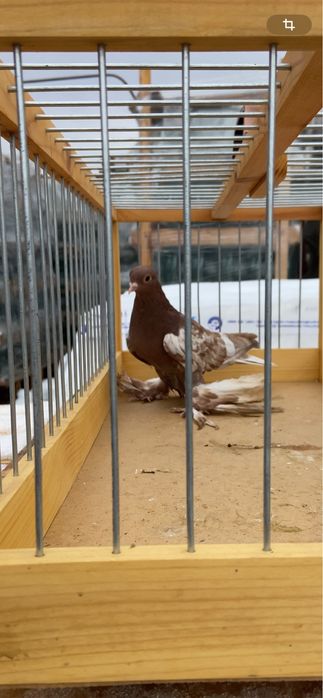 Голуби жук, капканка и сирень.