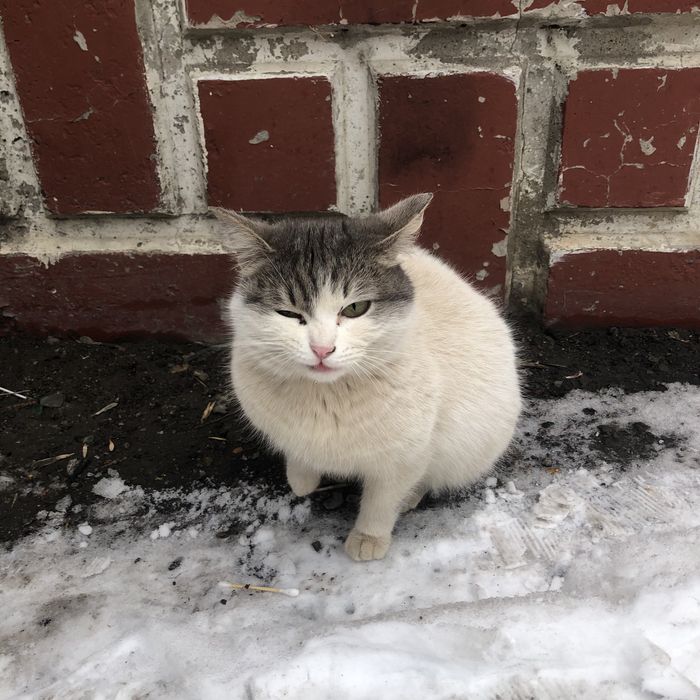 Бездомные животные . Кошки.