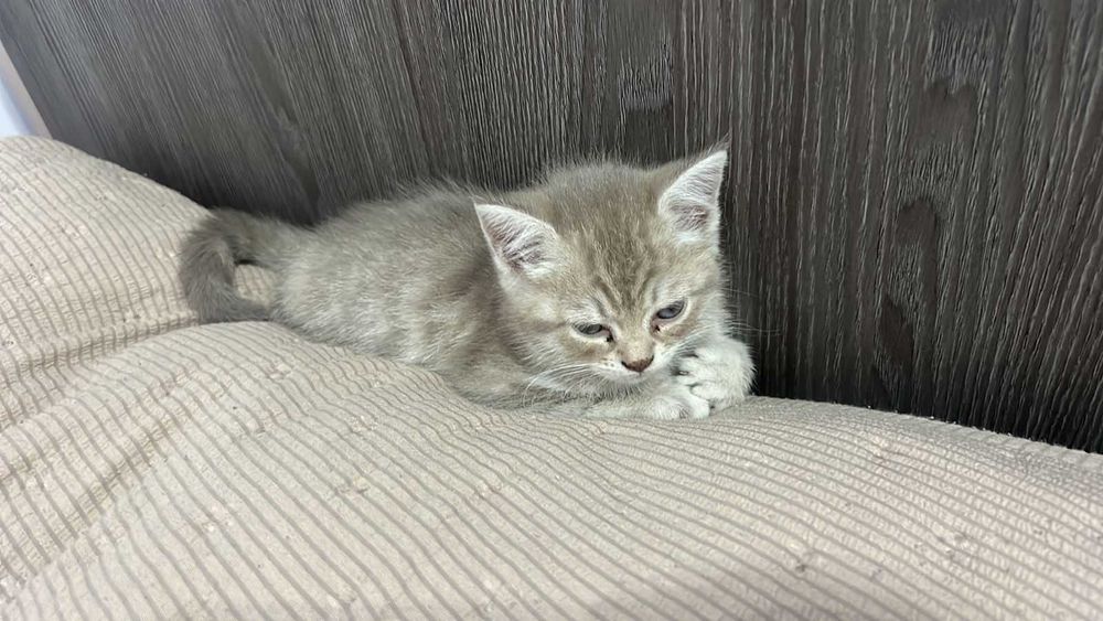 шотландық мысық,шотланский кошка