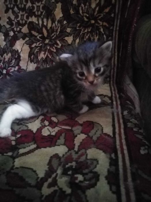 Отдам котят в добрые руки