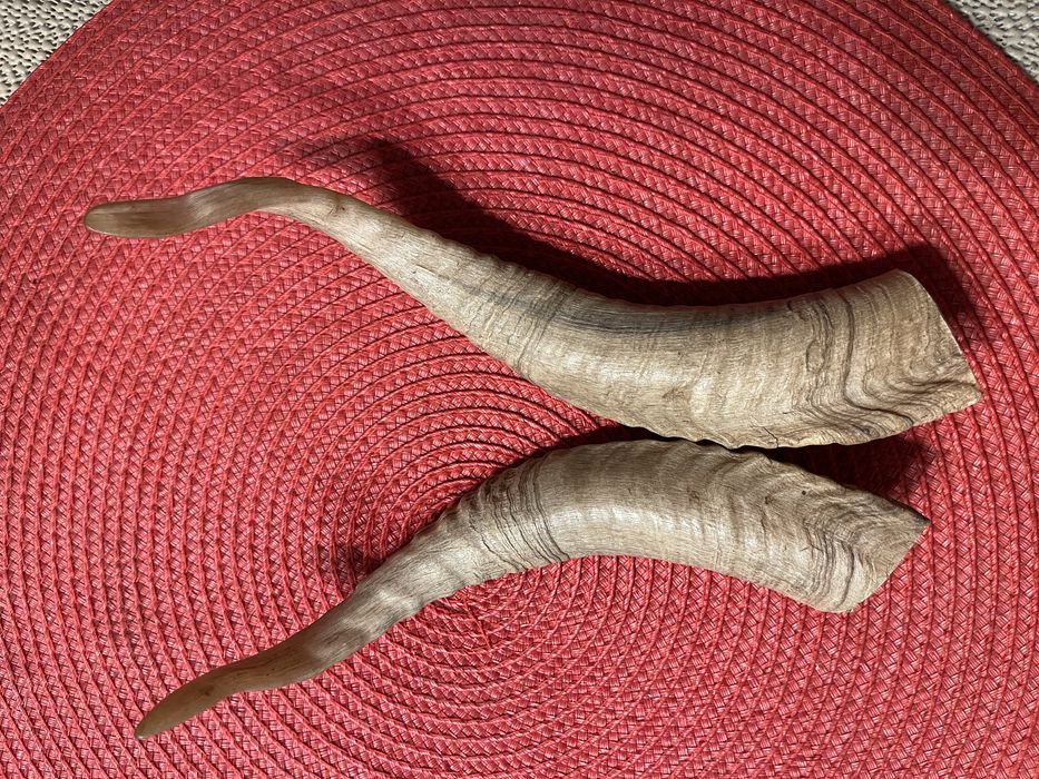 Coarne de berbec set