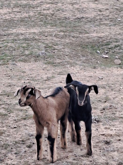 Козлята молочной породы.