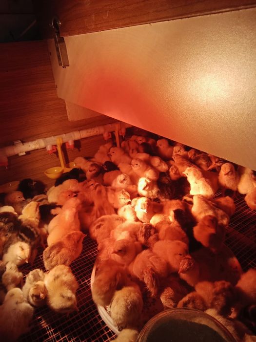 Цыплята домашние