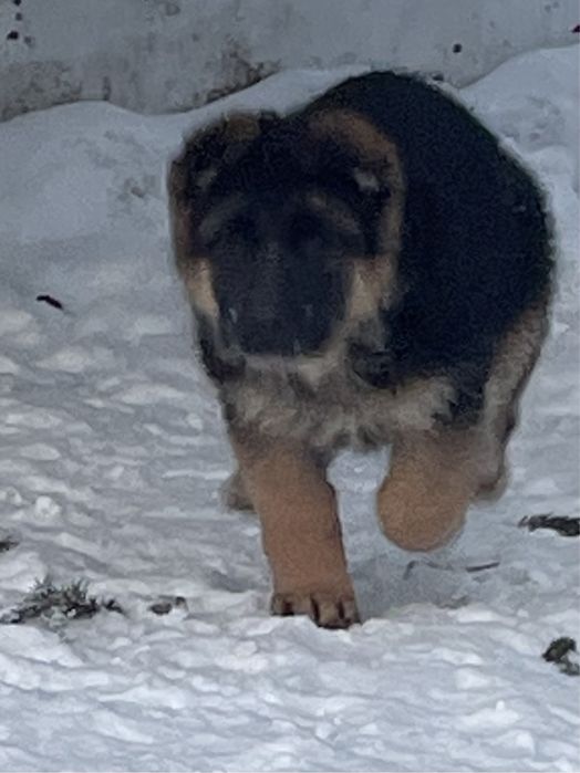 Щенки немецкой овчарки