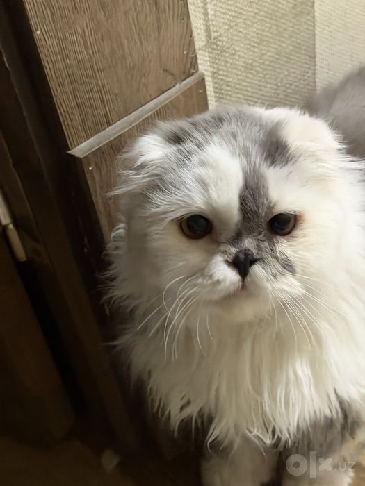 Персидская кошка