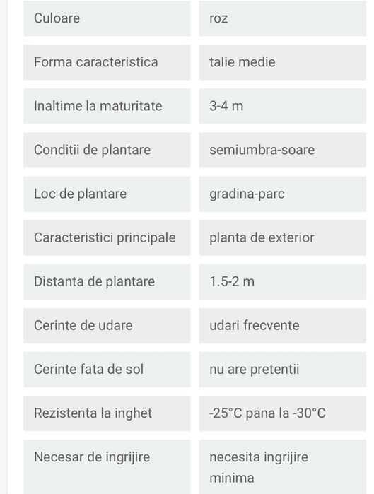 Lagerstroemia indica  ( liliac indian )