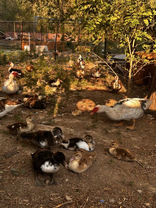 Продоются Индоутки,Селезни