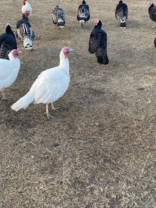 Продаётся индюки