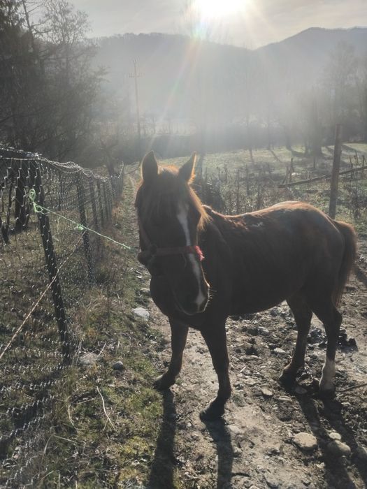 De vânzare sau schimb pe oi