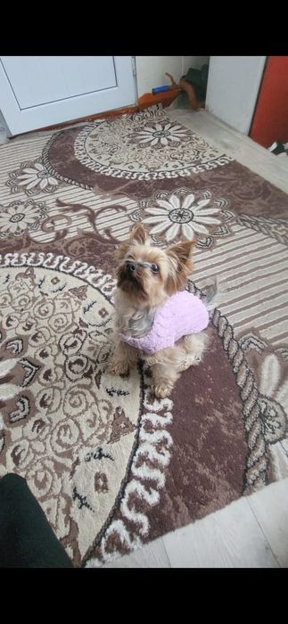 Продам собачку домашняя