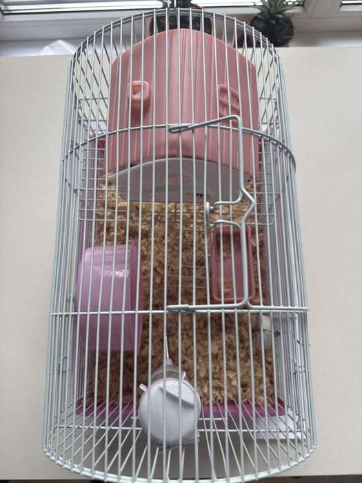 Хамяка продаем Алматы