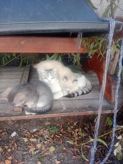 Отдам котят в добрые руки