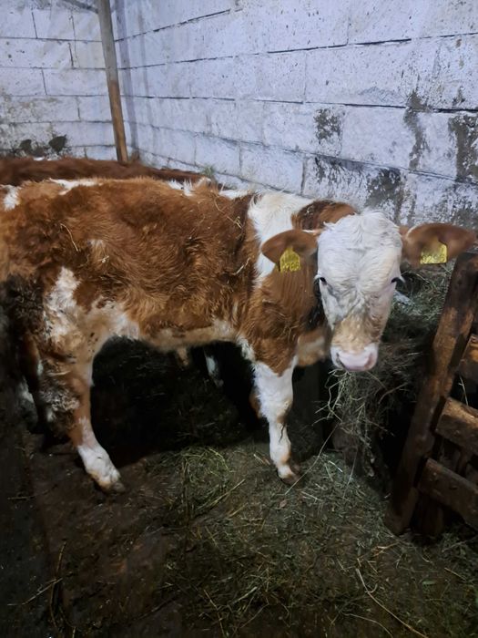 Vând  vitea baltată