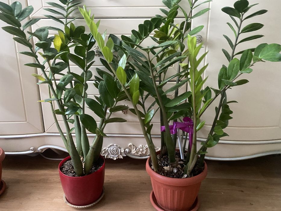 Долларовое дерево 2 горшка